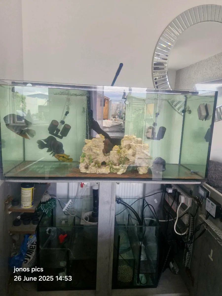 Fish tank for sale with sump and accessories - Image 4