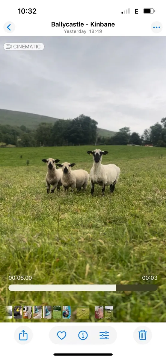 Pedigree Hampshire Down Ewe with Twin Rams at foot - Image 1