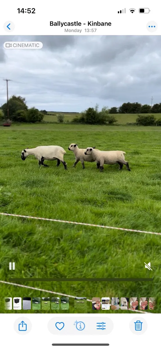 Pedigree Hampshire Down Ewe with Twin Rams at foot - Image 2