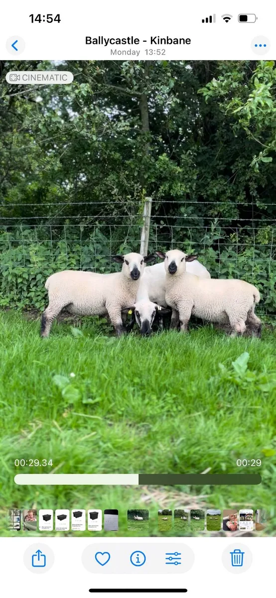 Pedigree Hampshire Down Ewe with Twin Rams at foot - Image 3