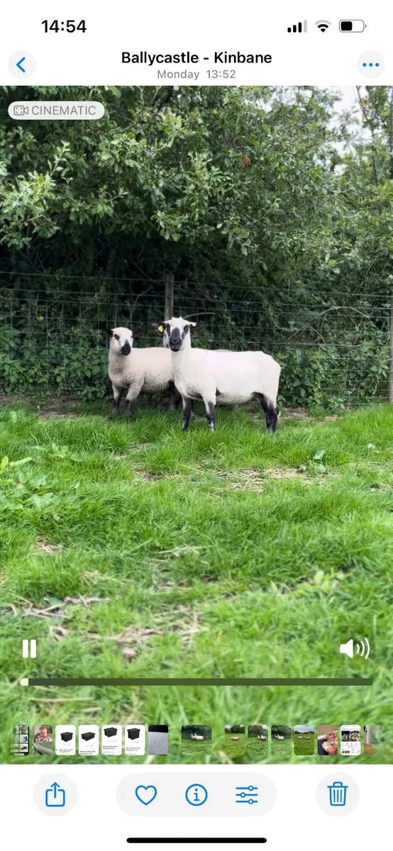 Pedigree Hampshire Down Ewe with Twin Rams at foot - Image 4