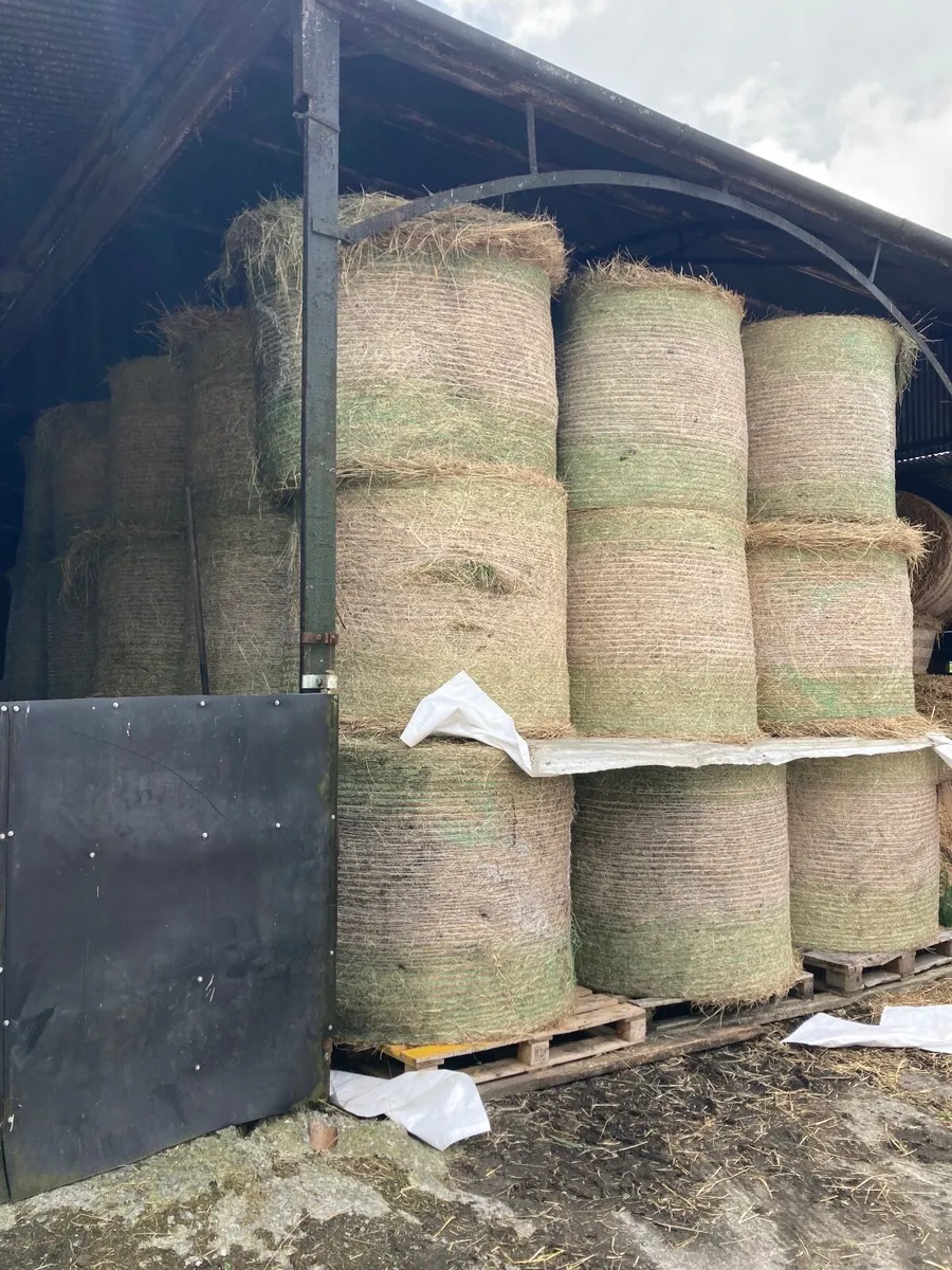 Hay - Image 2