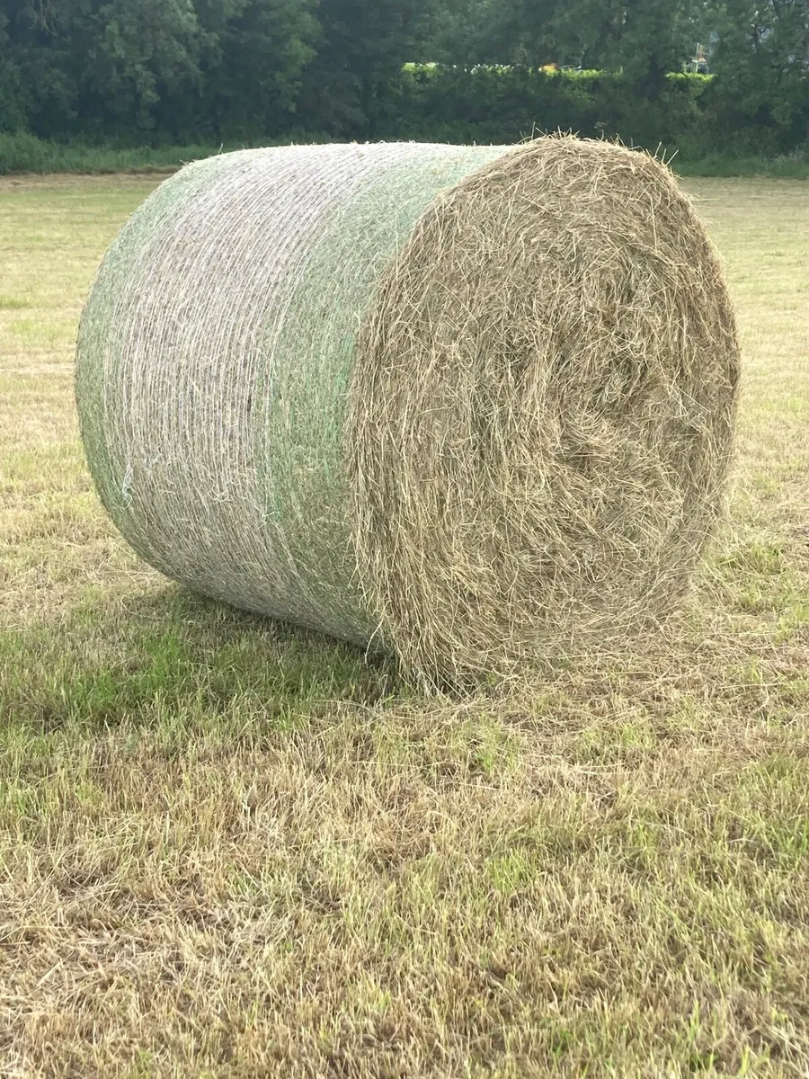 Hay - Image 1