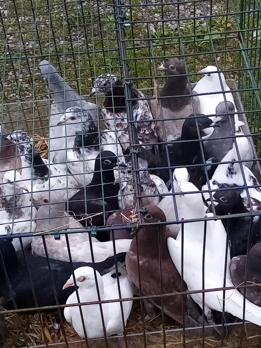 Racing Pigeons for Sale - Image 1