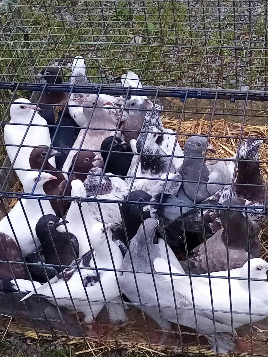 Racing Pigeons for Sale - Image 2