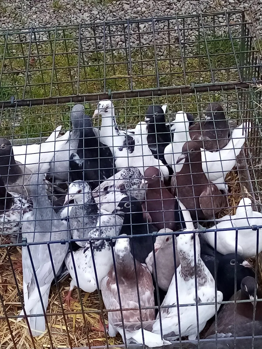 Racing Pigeons for Sale - Image 3