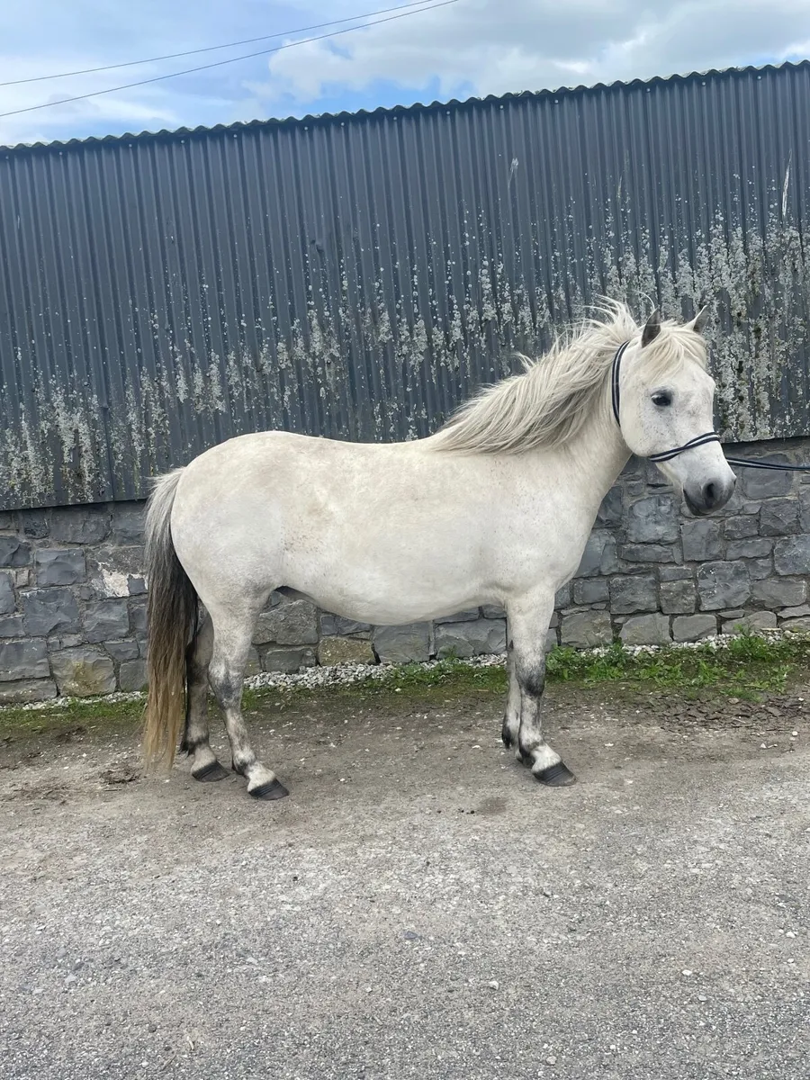 Pony - Image 1