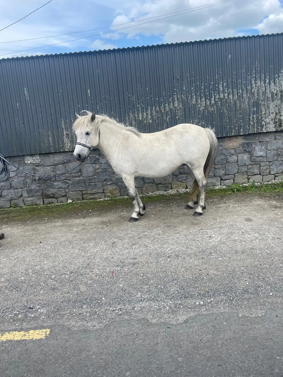Pony - Image 2