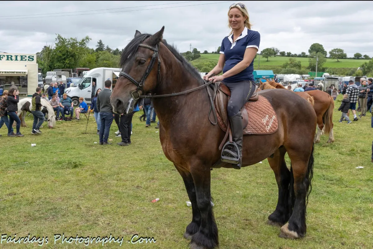 Heavy hunting cob for sale - Image 1