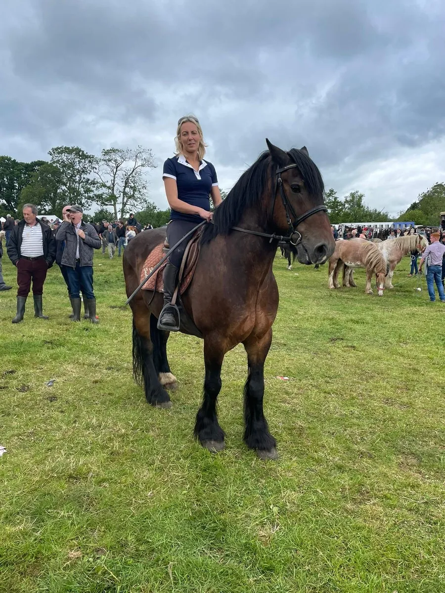 Heavy hunting cob for sale - Image 2