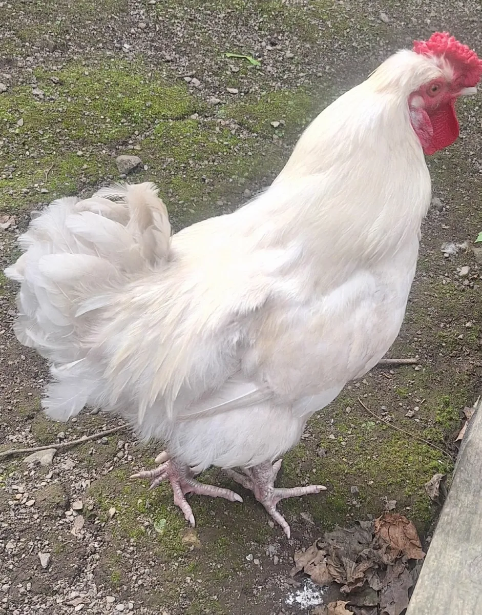 Rooster RIR/Silkie cross