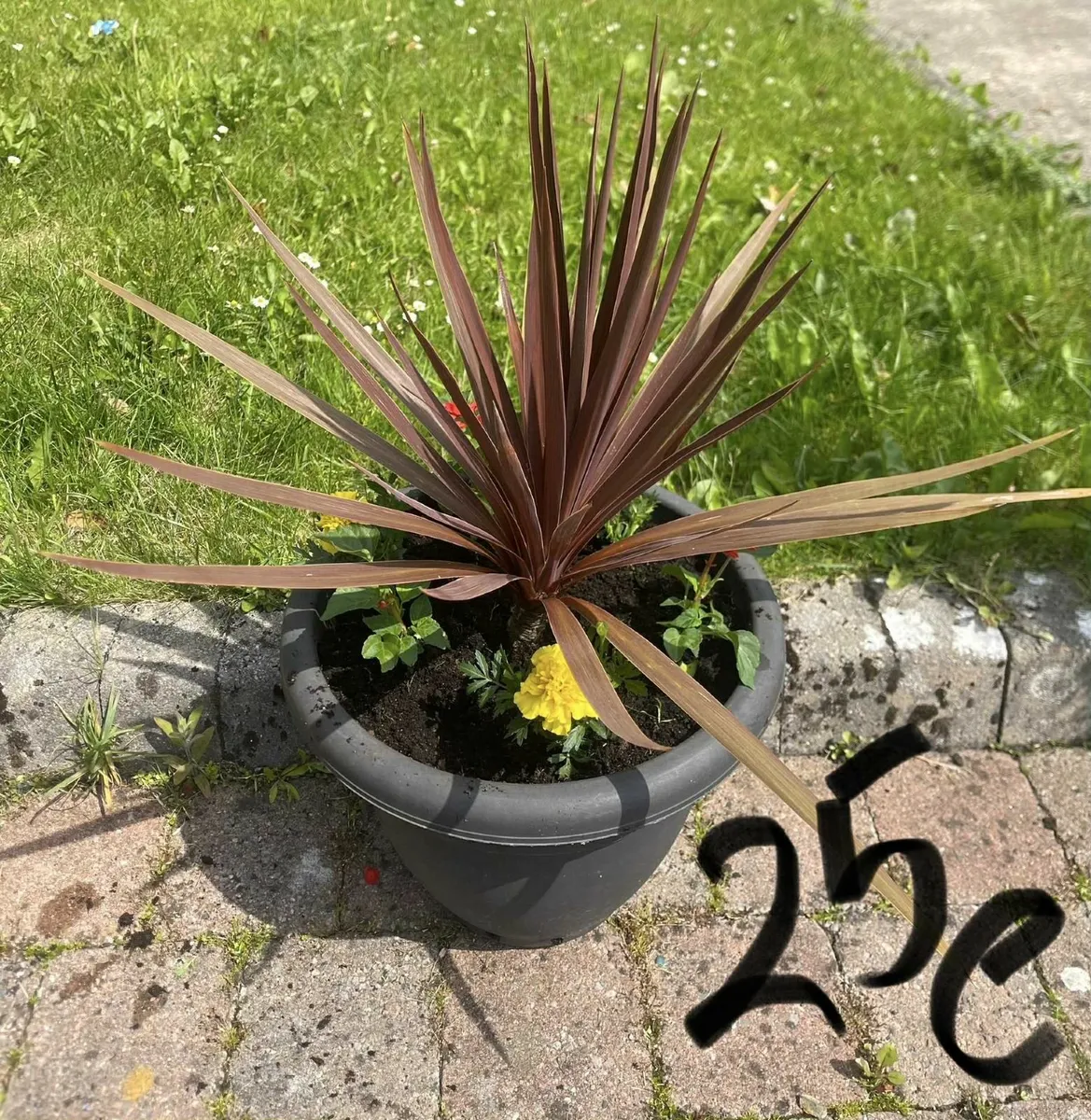 garden plants in pots - Image 2
