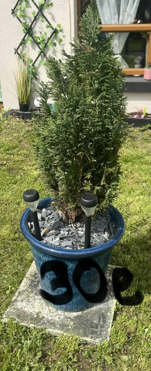 garden plants in pots - Image 3