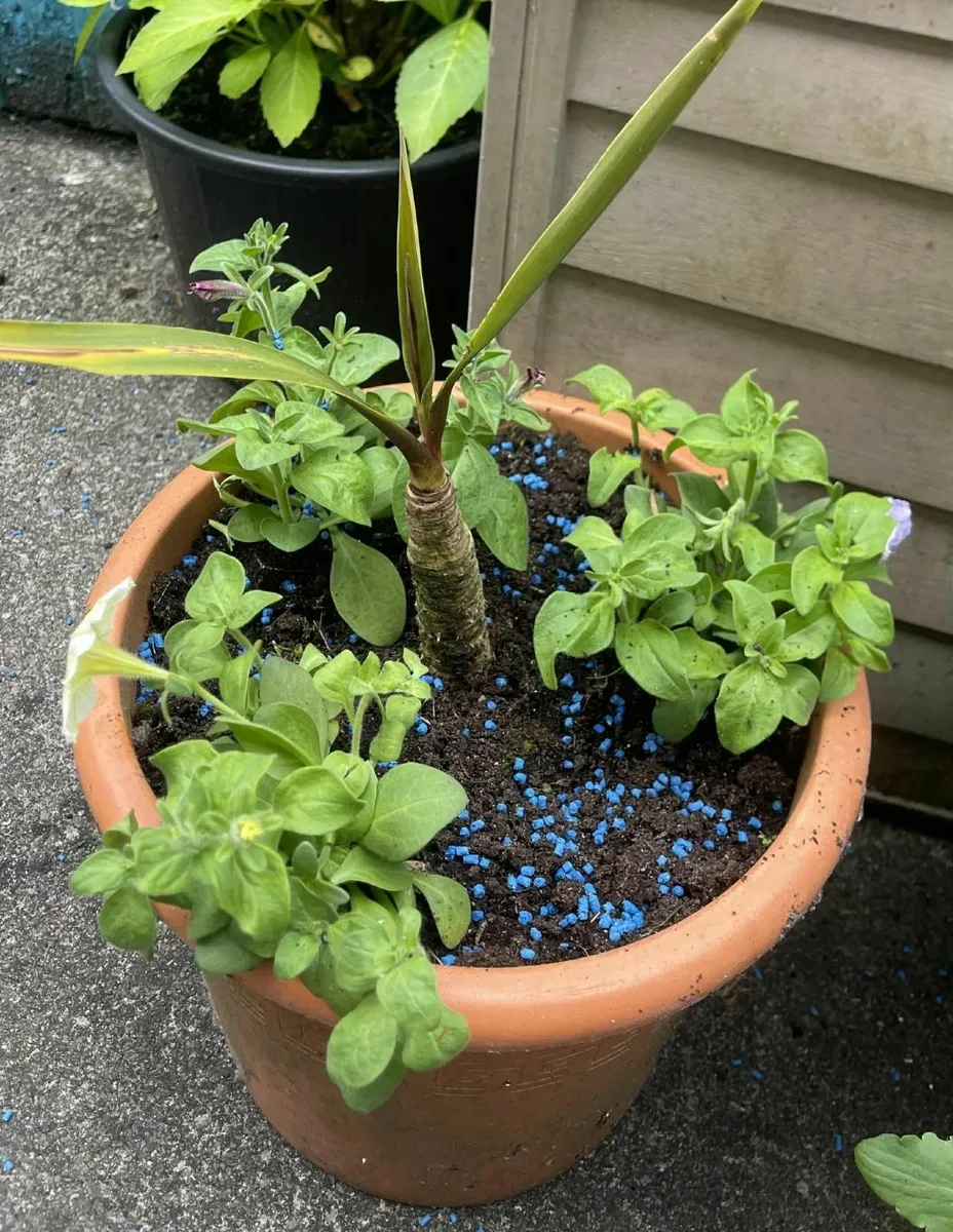 garden plants in pots - Image 4