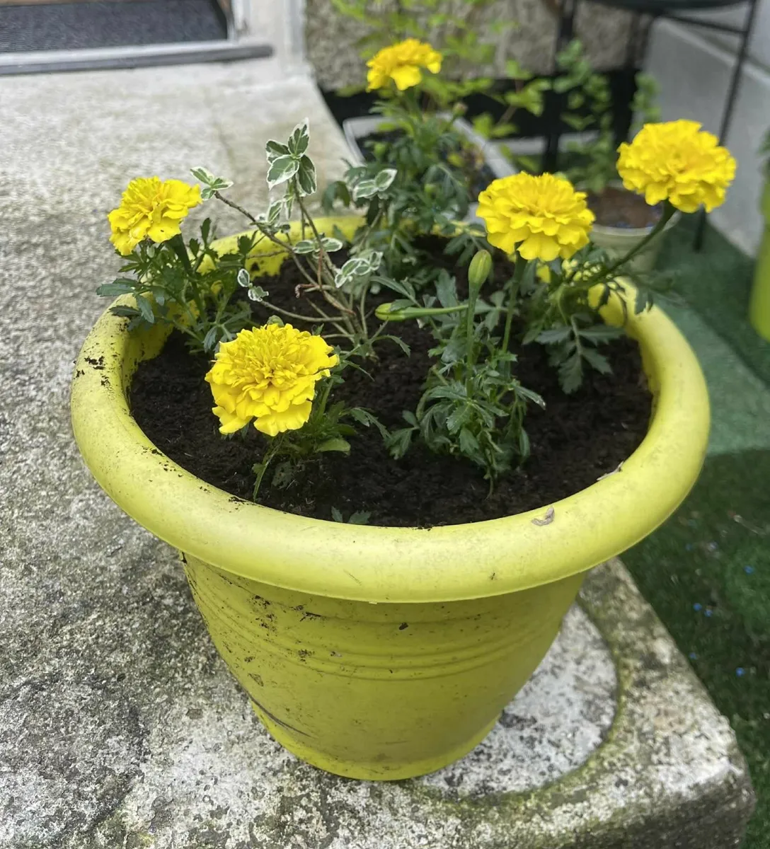 garden plants in pots - Image 1