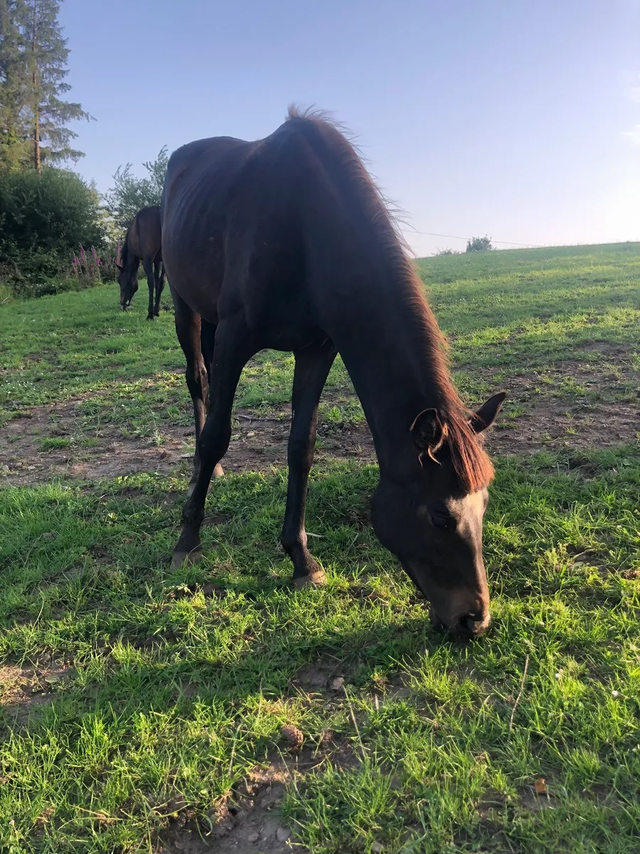 thoroughbred x arabian filly 2 years old