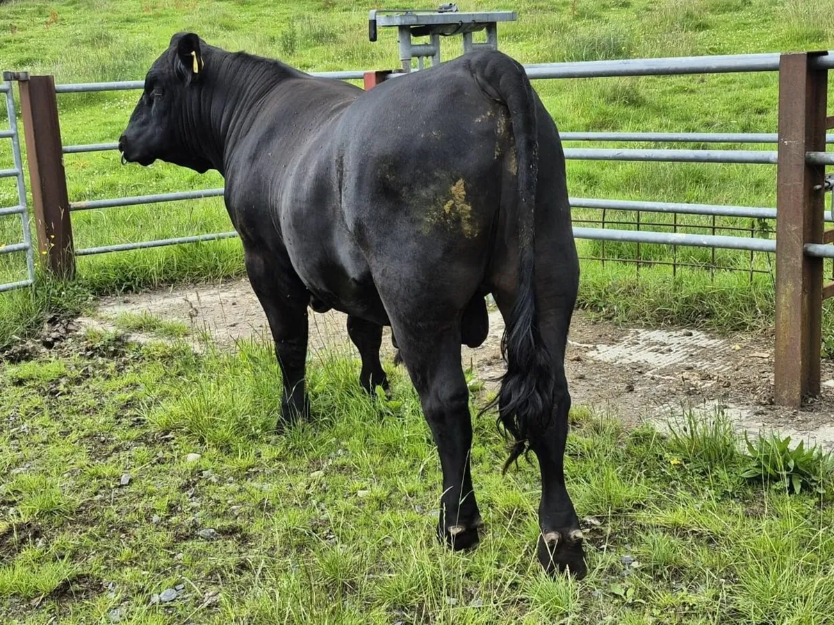 Aberdeen Angus Bull -  Pedigree Registered - Image 2