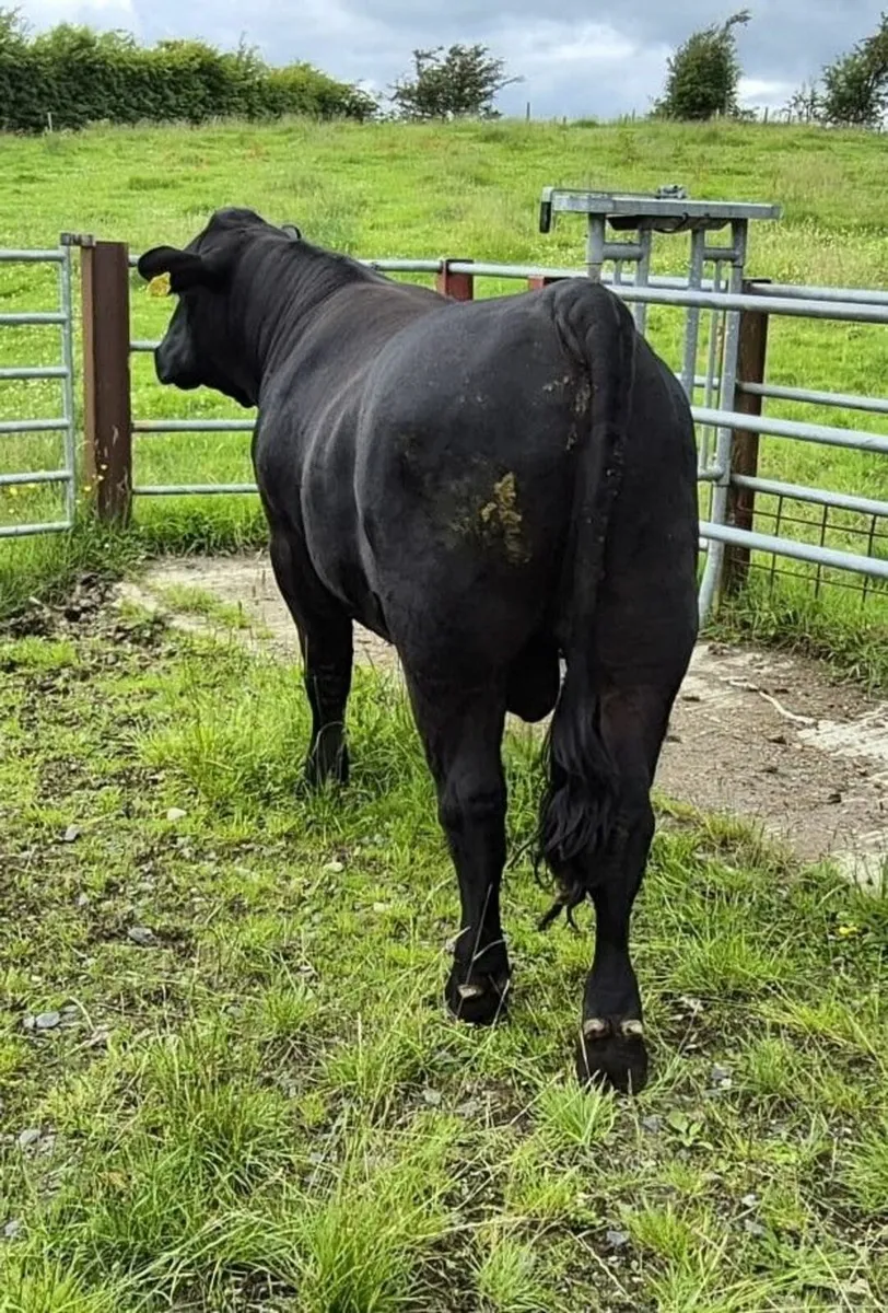 Aberdeen Angus Bull -  Pedigree Registered - Image 3