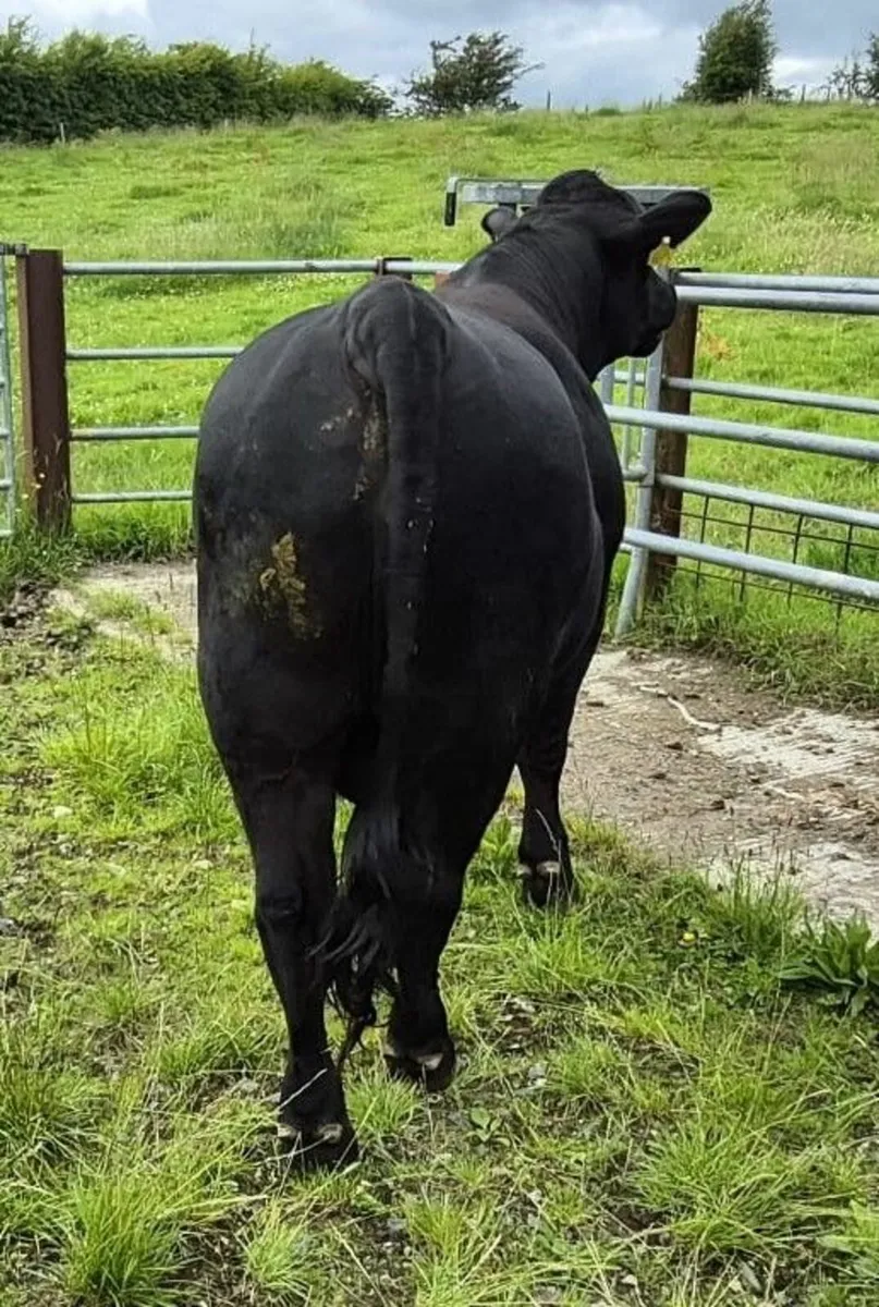 Aberdeen Angus Bull -  Pedigree Registered - Image 4