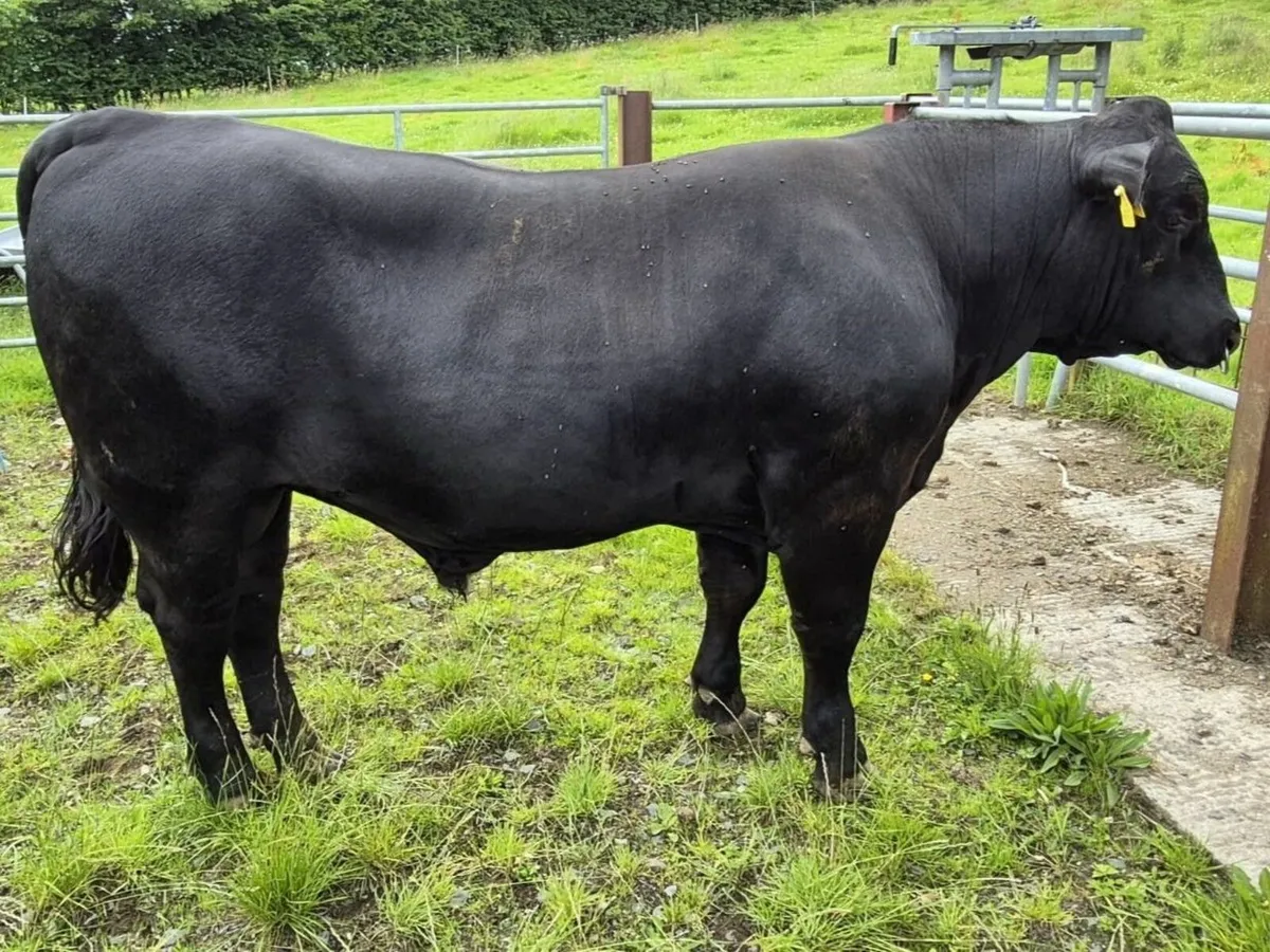 Aberdeen Angus Bull -  Pedigree Registered - Image 1