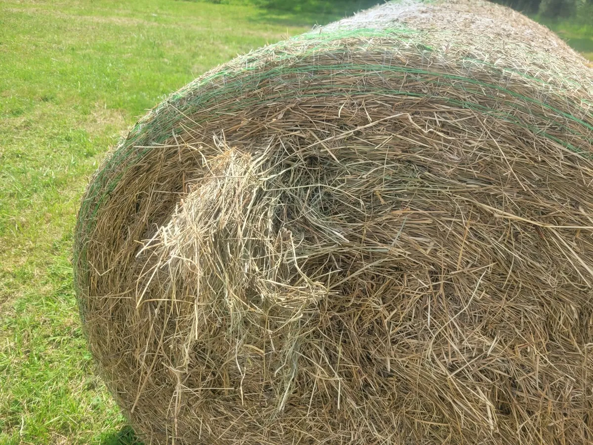 Hay - Image 1
