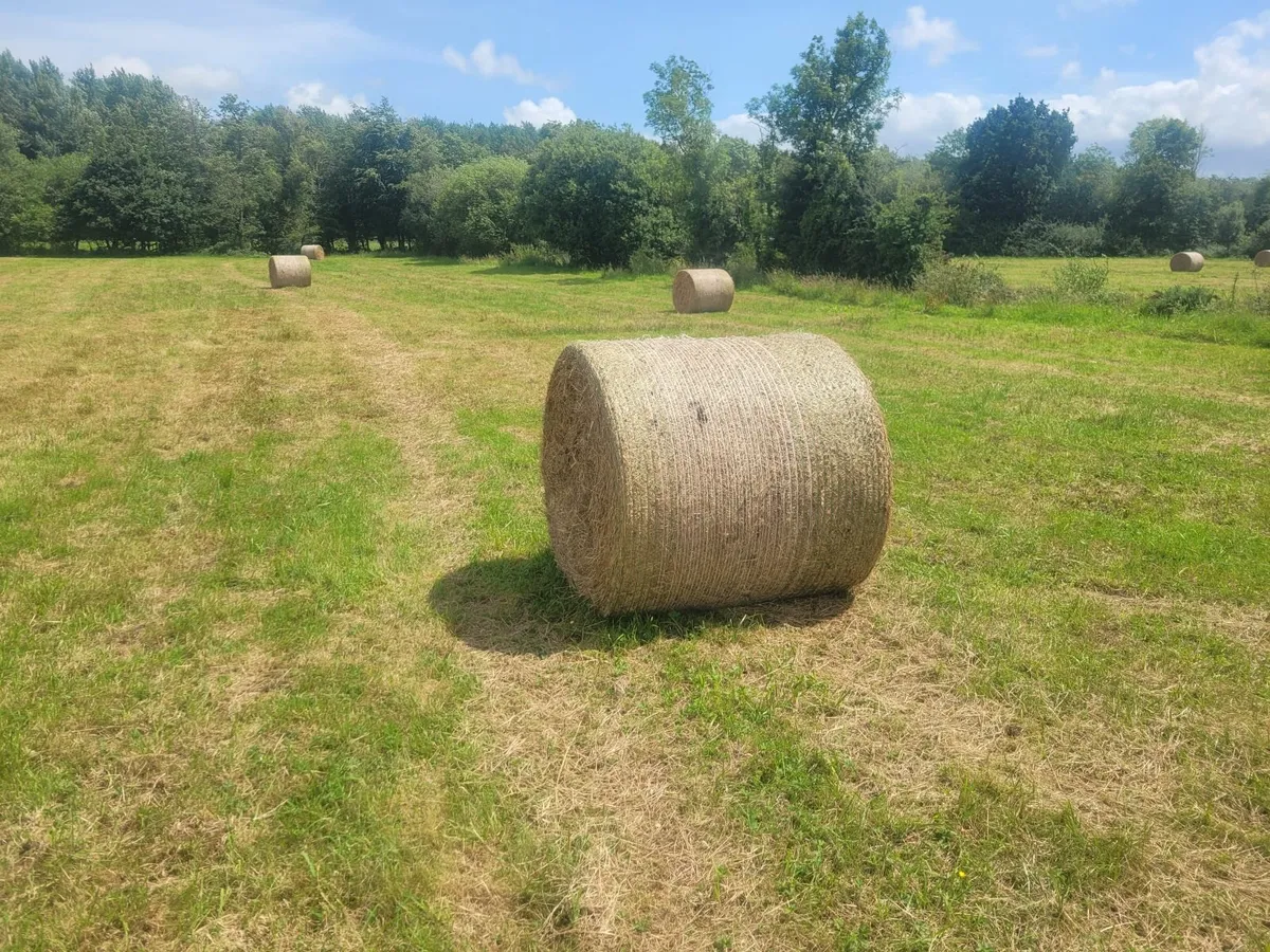 Hay - Image 2