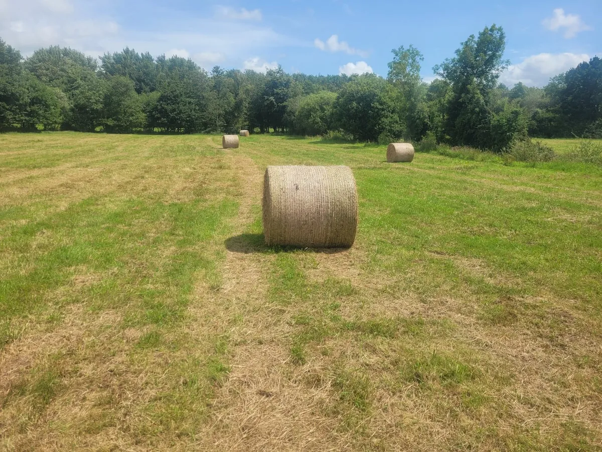 Hay - Image 3