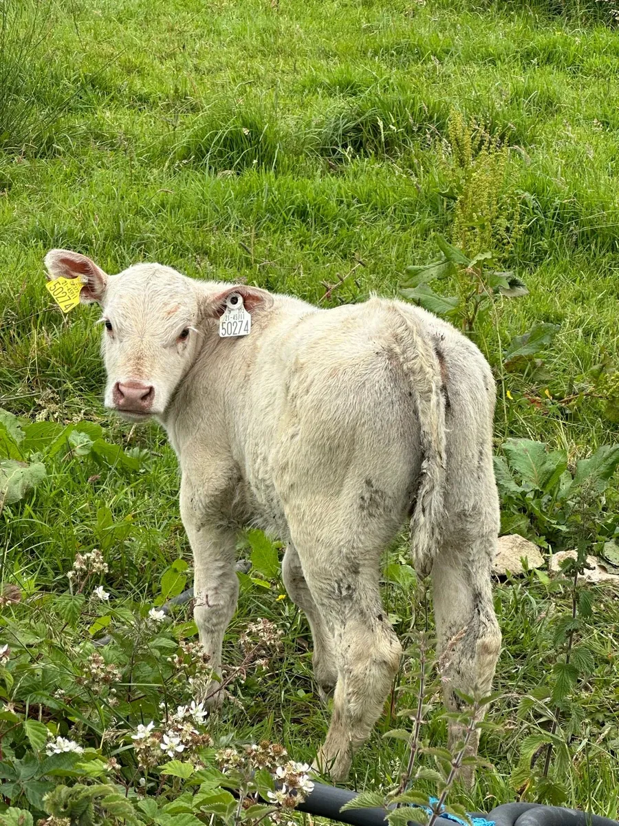 Charolais calf - Image 1