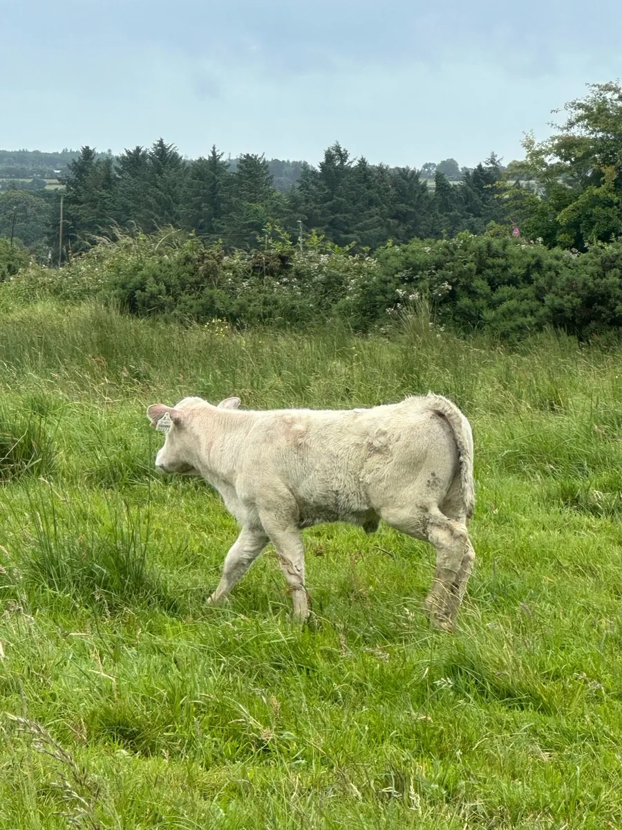Charolais calf - Image 2