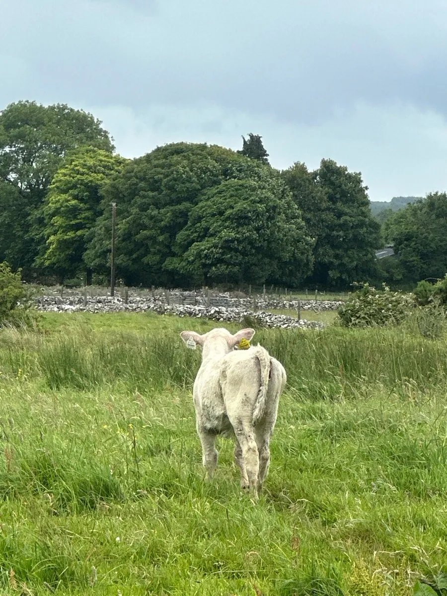 Charolais calf - Image 3