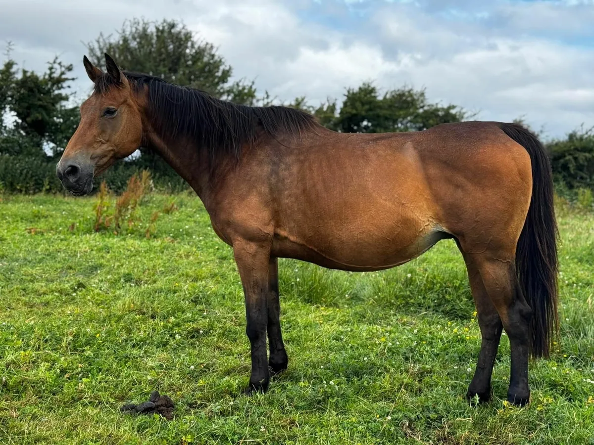 Pony - Image 3