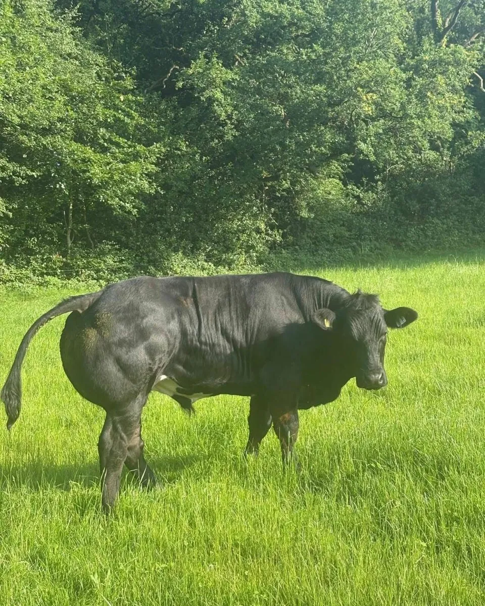 For sale at Ballinakill Mart on Saturday June 28th - Image 1