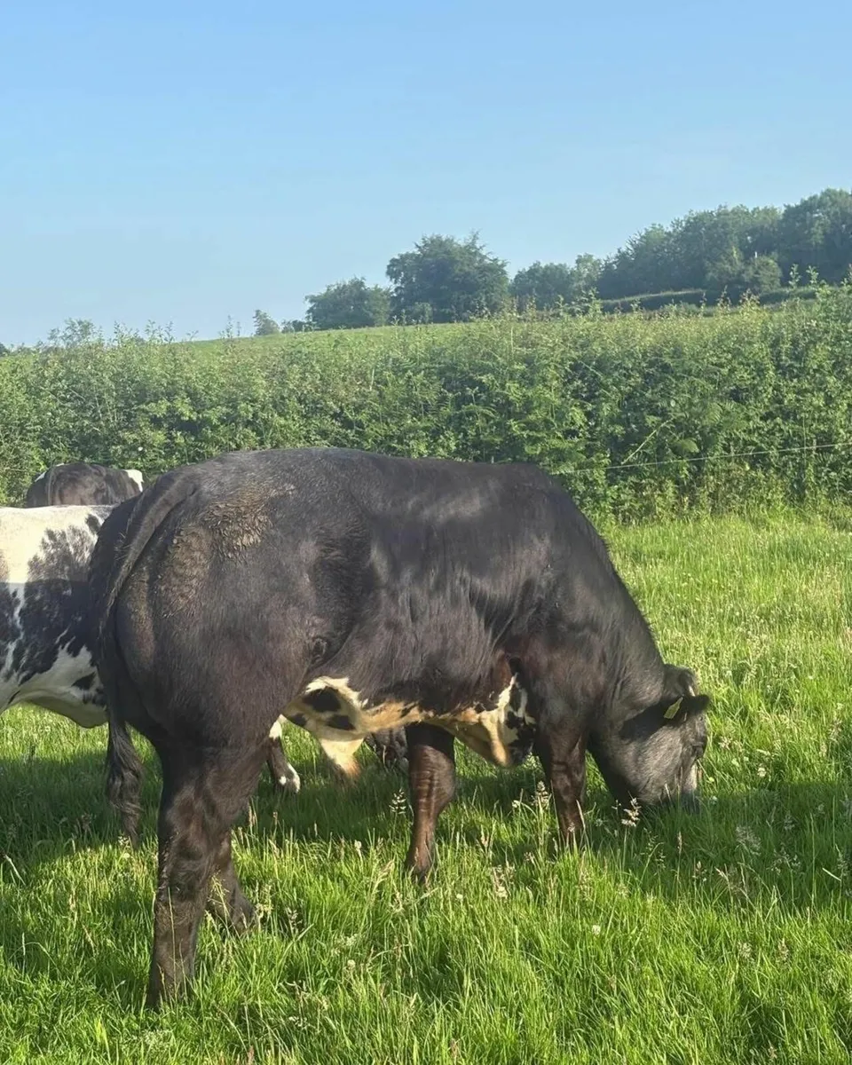 For sale at Ballinakill Mart on Saturday June 28th - Image 2