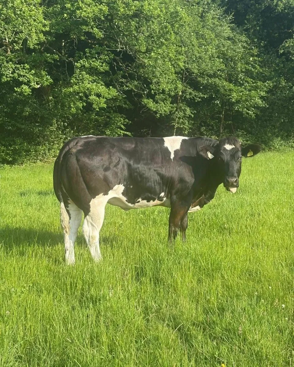 For sale at Ballinakill Mart on Saturday June 28th - Image 3