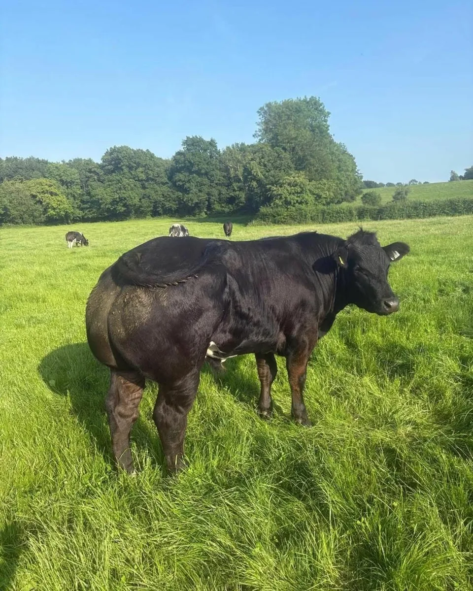 For sale at Ballinakill Mart on Saturday June 28th - Image 4