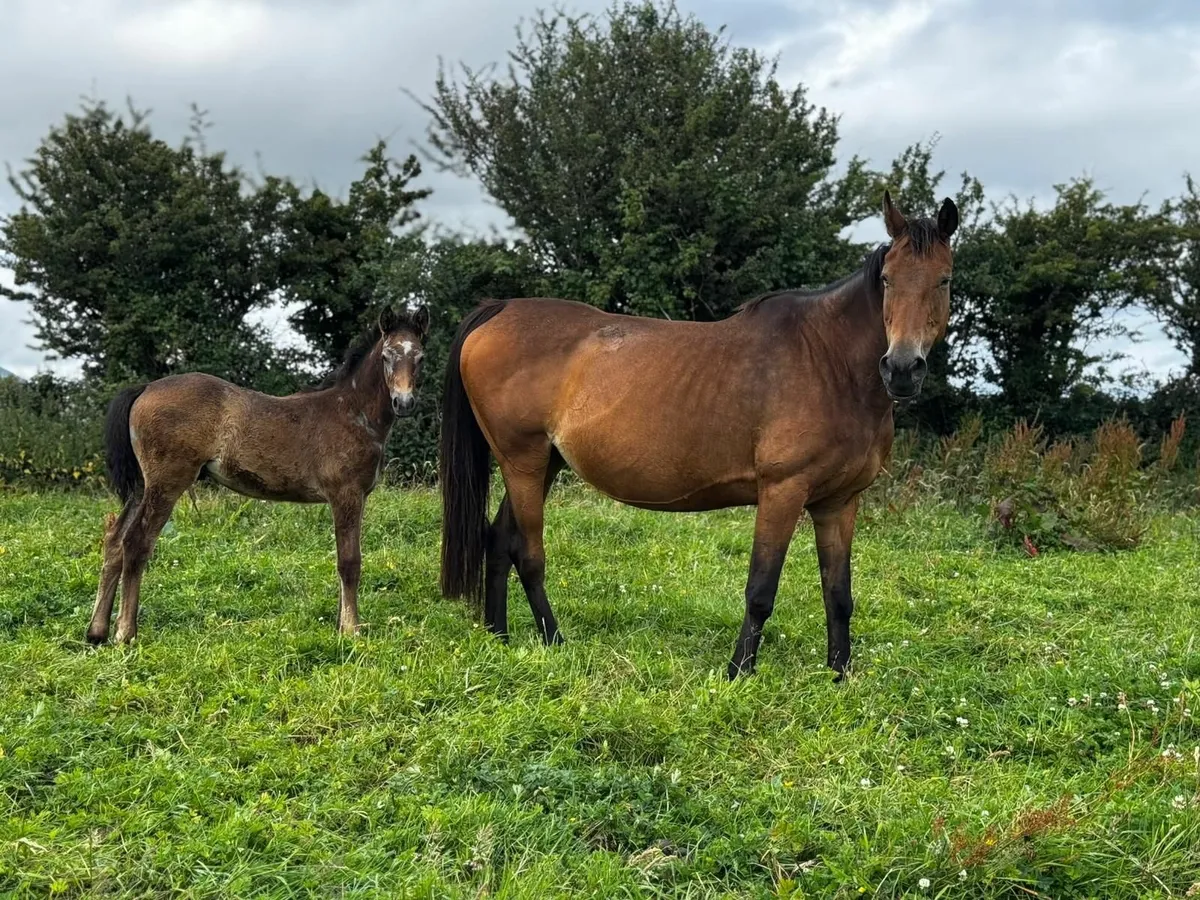 Pony - Image 1