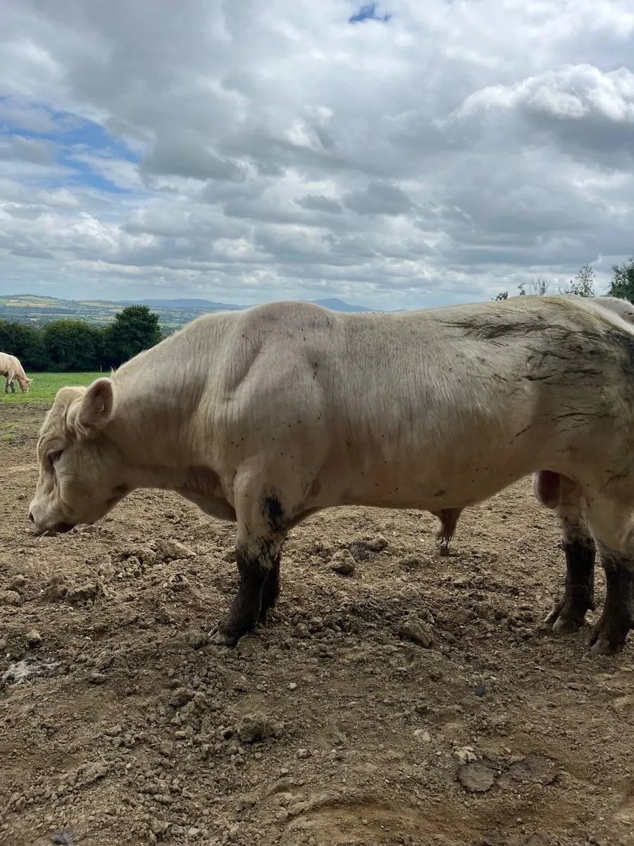 Charolais bulls for sale - Image 2