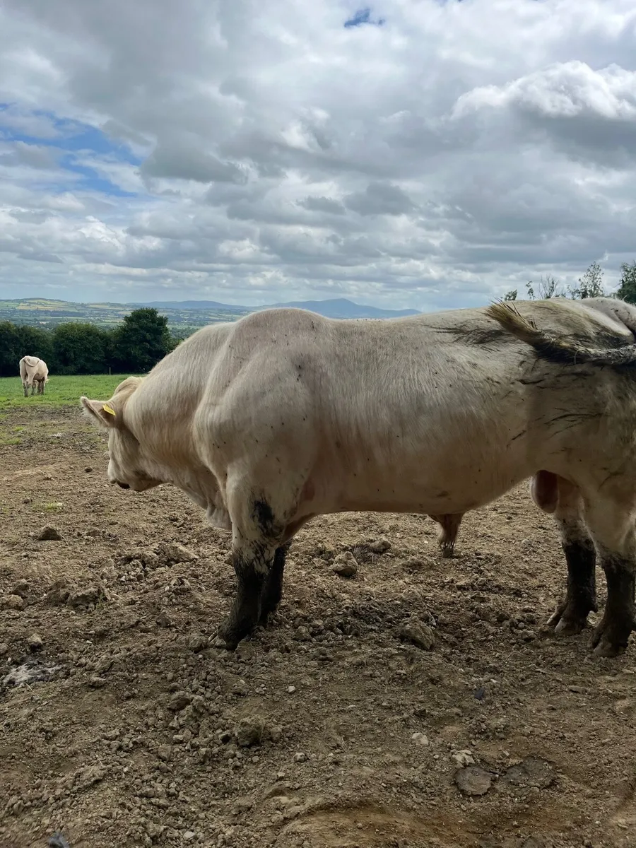 Charolais bulls for sale - Image 3