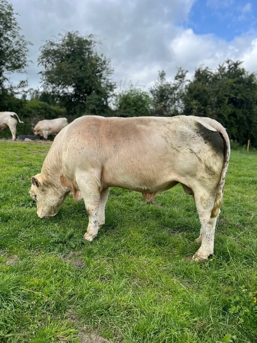 Charolais bulls for sale - Image 4
