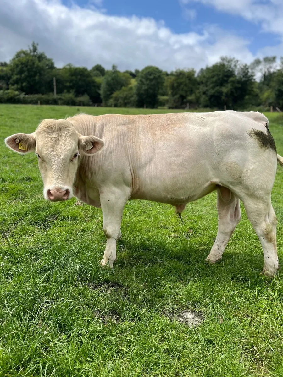 Charolais bulls for sale - Image 1