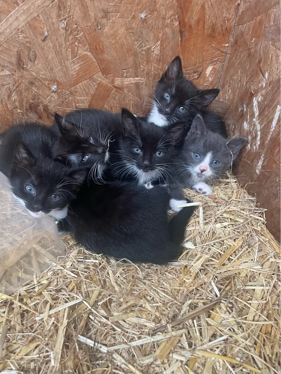 Kittens for sale - Image 2