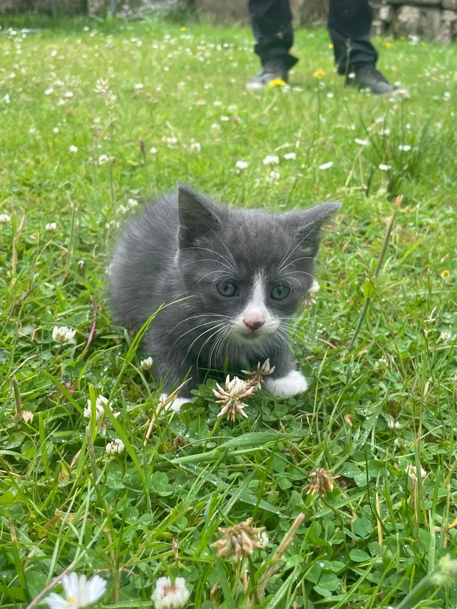 Kittens for sale - Image 1