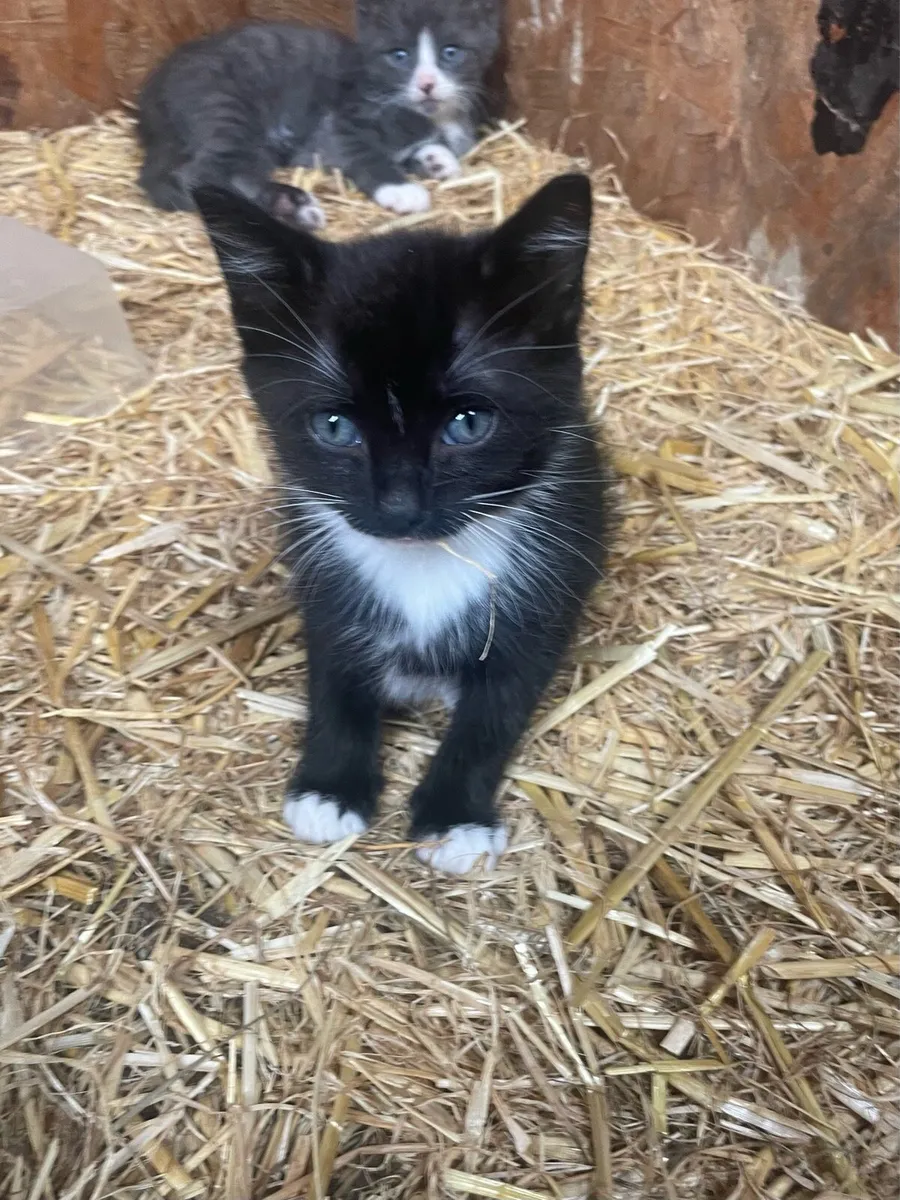 Kittens for sale - Image 3