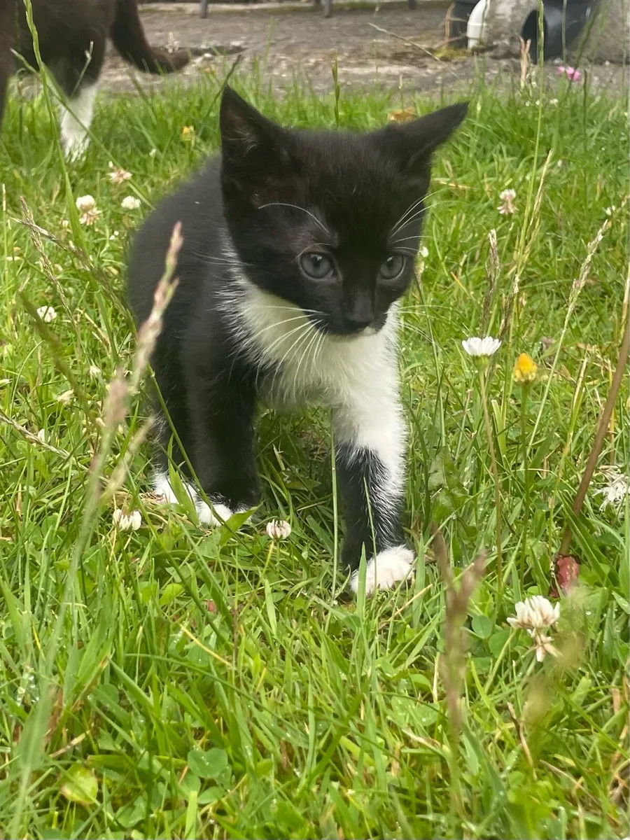 Kittens for sale - Image 4