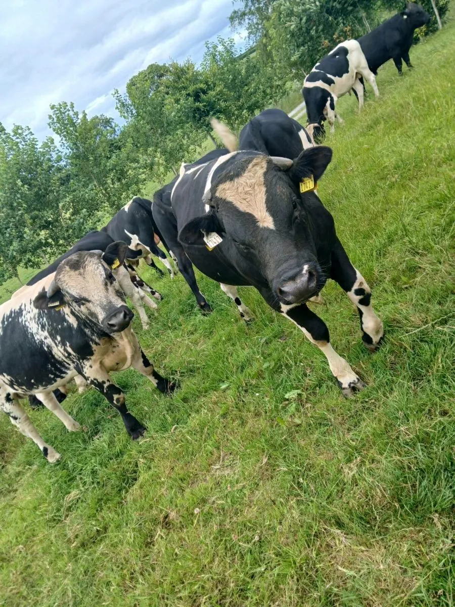 Dairy beef bulls going to cahir mart July 16th - Image 1