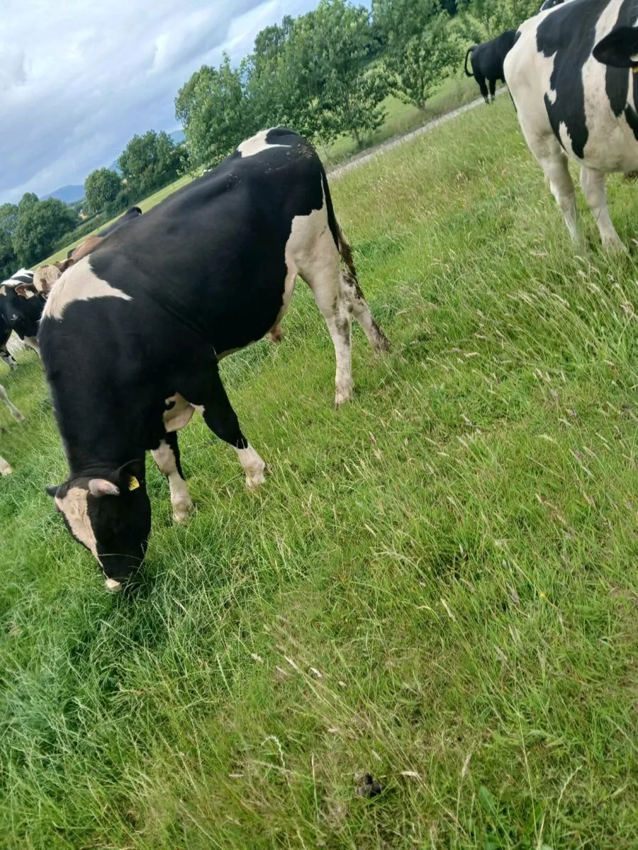 Dairy beef bulls going to cahir mart July 16th - Image 2