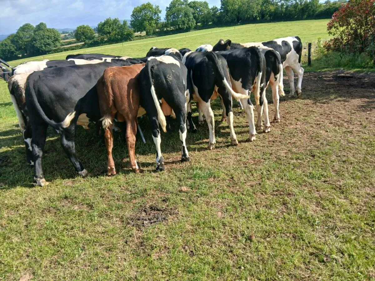 Dairy beef bulls going to cahir mart July 16th - Image 3