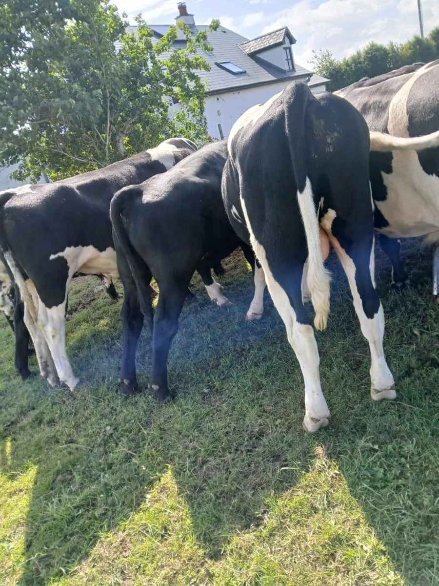 Dairy beef bulls going to cahir mart July 16th - Image 4