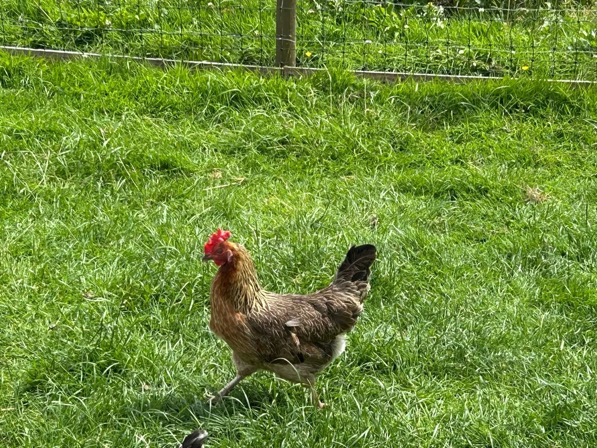Hens laying well - Image 1