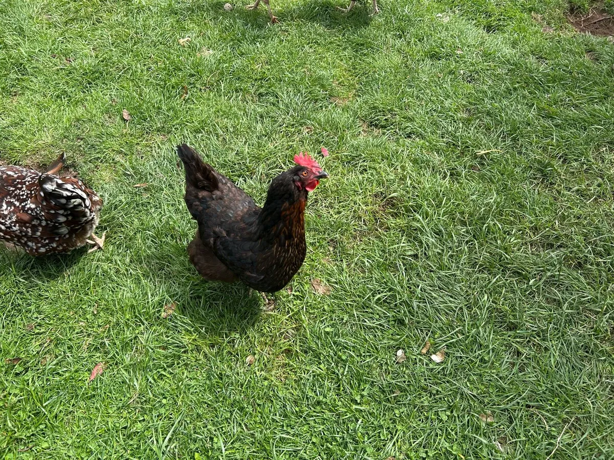 Hens laying well - Image 2